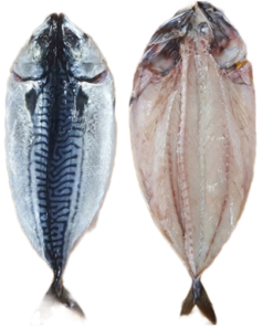 Cá sapa Nauy xẻ bướm